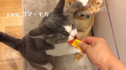 猫のおやつチャオのチュールは与えすぎに注意!
